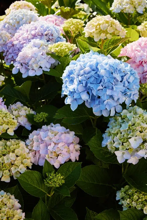 Hortensias colorés en fleurs au jardin d'été.