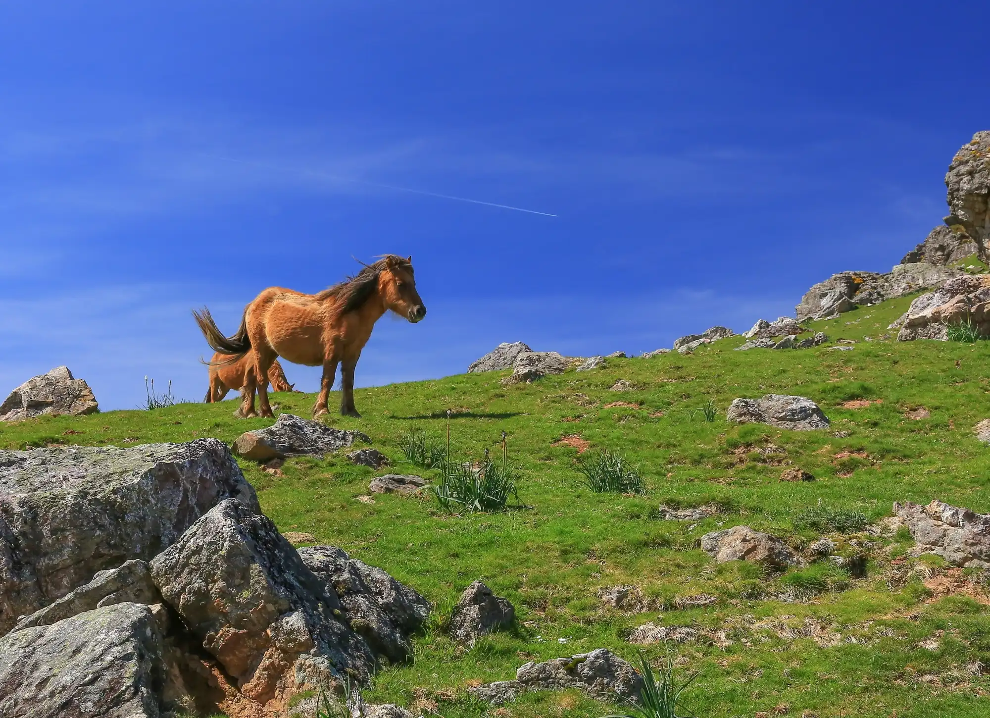 pottok pays basque